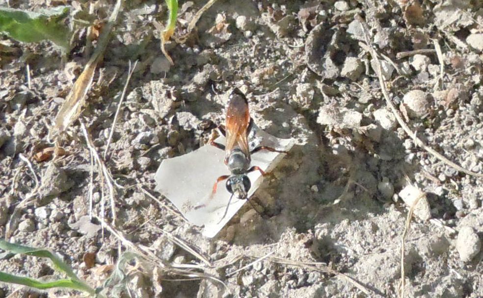 Sphecidae: Sphex funerarius, femmina.